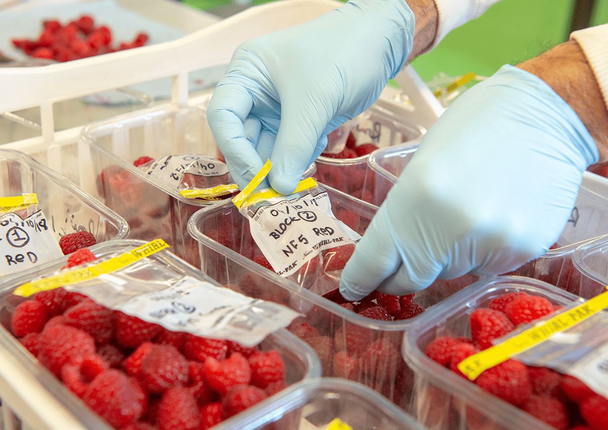 Gloved hands filling labelled bags with fresh raspberries from plastic containers, with more raspberries visible in the background.