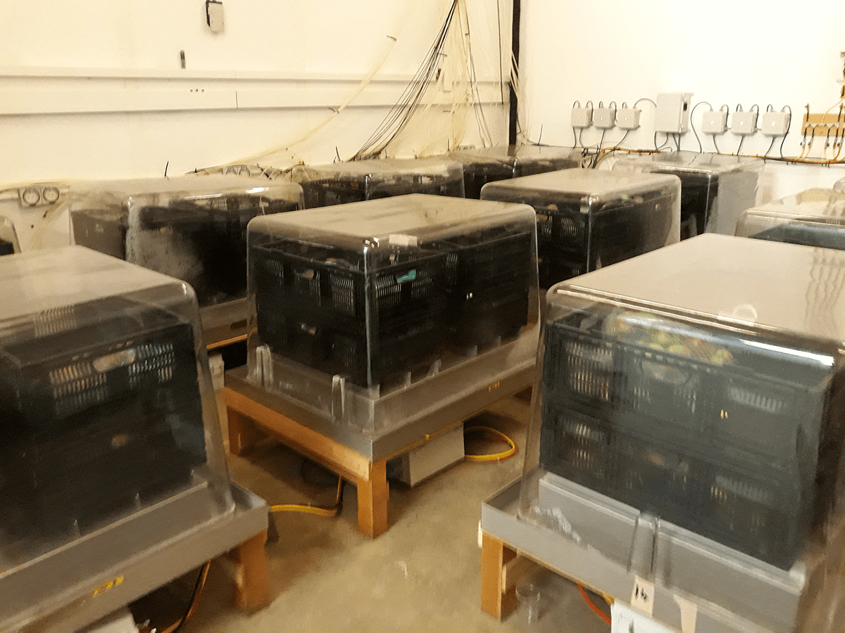 Produce stored inside Safepods, designed to monitor controlled conditions for studying freshness, quality, and ripening processes.