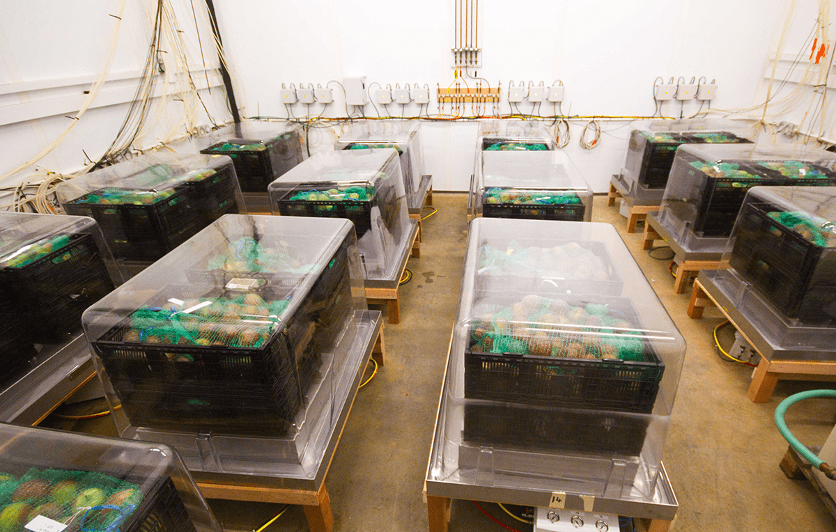Safepods containing apples in green netted bags, arranged on wooden platforms in a controlled storage facility, with monitoring equipment and wiring visible on the walls.