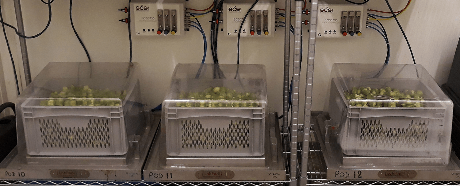 LabPods containing Brussels sprouts, covered with transparent lids, connected to monitoring equipment on a shelf, used for controlled experiments on produce storage conditions.
