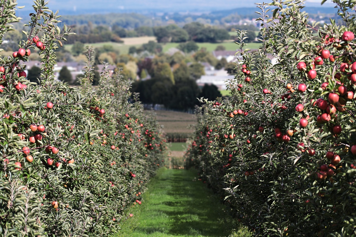 Apple Orchard looking over the countryside